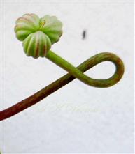  Fruit with 3 mericarps